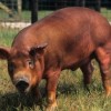 PasturedPork CES.NCSU
