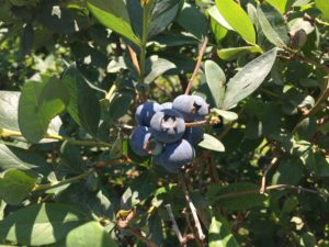 Cover photo for Blueberry Insect Monitoring Report, 19 May 2017