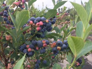 Cover photo for Blueberry Insect Monitoring Report, 4 August 2017