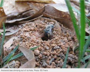 Cover photo for Solitary Ground Bees Not a Threat