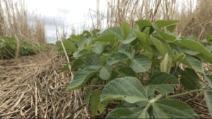 Cover photo for Optimizing Short-Term Cover Crop Benefits in North Carolina Soybeans