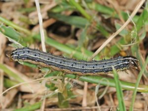 Cover photo for Fall Armyworms