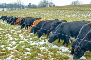 Cover photo for Preparing for Winter Grazing