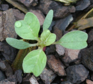 broad leaves, with indented tips