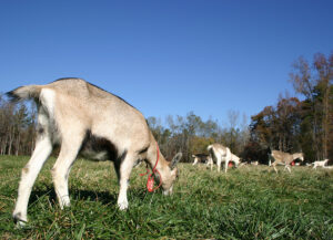 Goats at Celebrity Dairy.