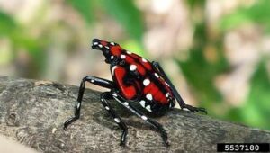 A bright red and black insect with white spots. perched on a branch