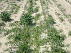 Weeds infesting cotton.