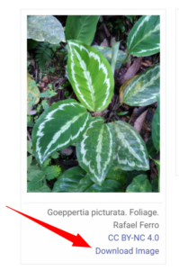 Screen shot with red arrow pointing to the Download Image button that displays below the photo.