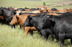 brown and black cows in pasture