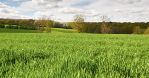 green grass and blue sky